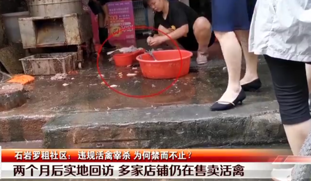 【廉勤監(jiān)督哨】石巖羅租社區(qū)：違規(guī)活禽宰殺 為何屢禁不止