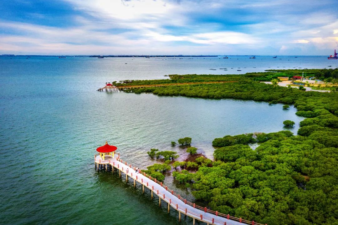 湛江:陽光映照下的湛江市霞山區特呈島紅樹林郁郁蔥蔥,蒼勁有力的根須牢牢扎入海灘淤泥中,抵御狂風巨浪,構筑起綿延不斷的海上“綠色長城”,守護著海岸上的生態家園。.jpg 圖片
