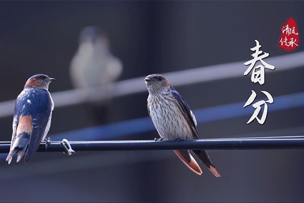清風(fēng)·傳承｜春分：鶯飛草長(zhǎng) 清歌悠揚(yáng)