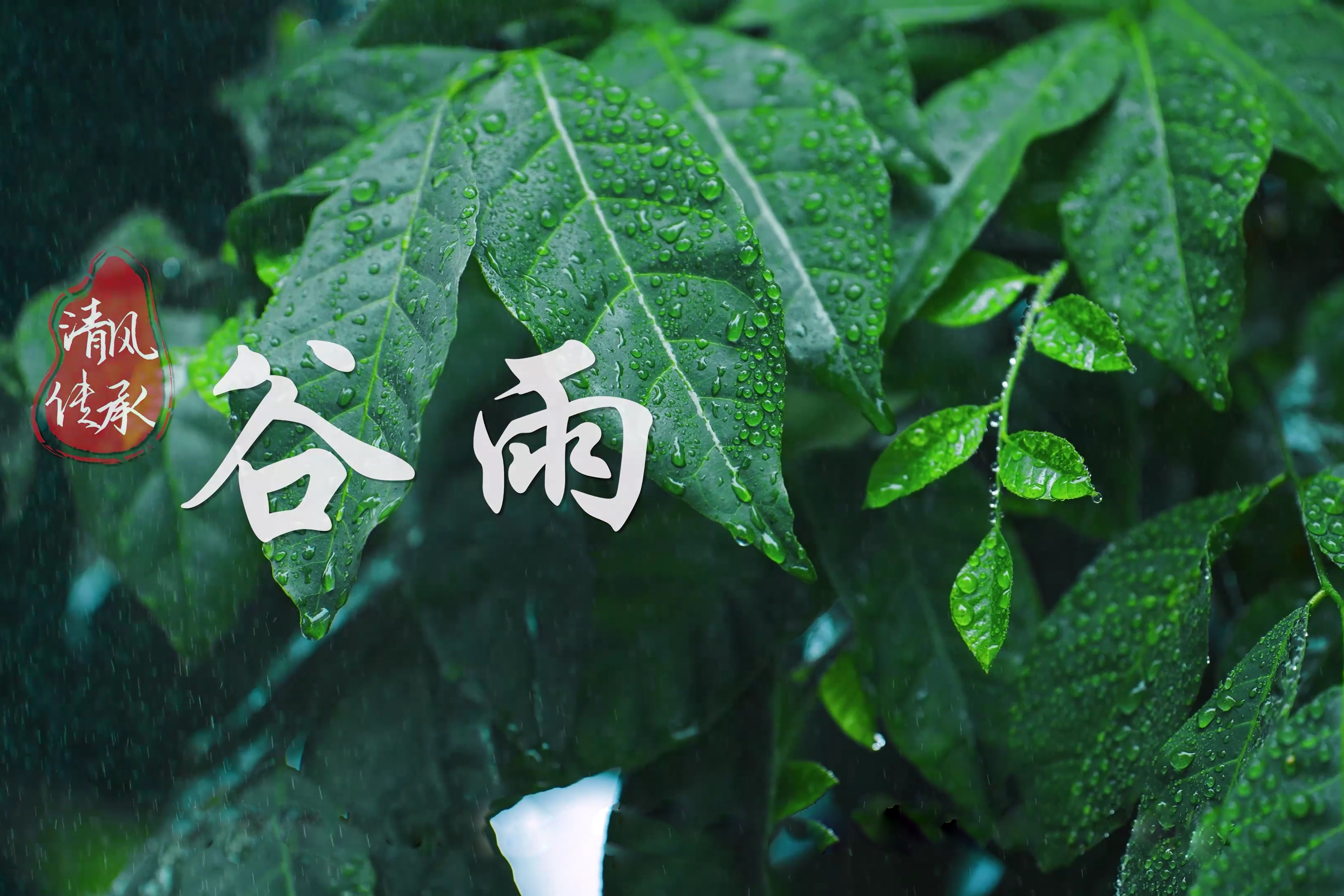 清風(fēng)·傳承｜谷雨：谷得雨生 品苦知甜